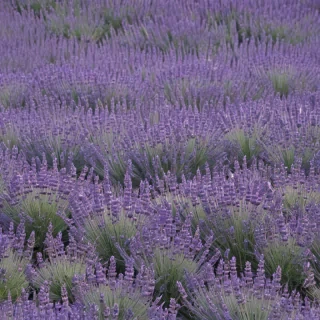 lavender wallpaper