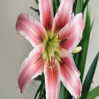 lily flower