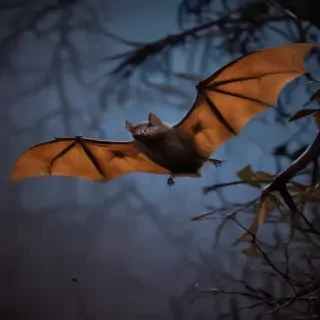pictures of bats for halloween
