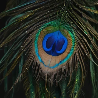 peacock feather png