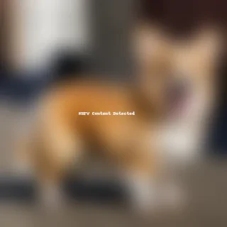 corgi dog