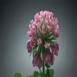 clover png