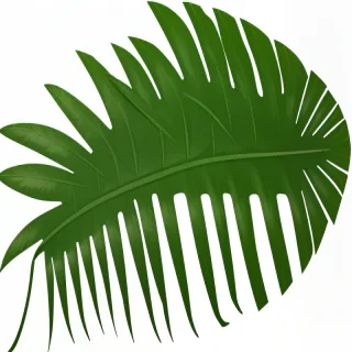 palm leaf png