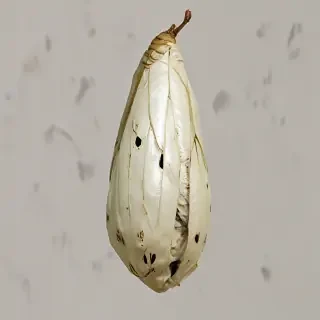 butterfly cocoon png