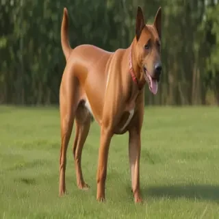 daniff dog breed