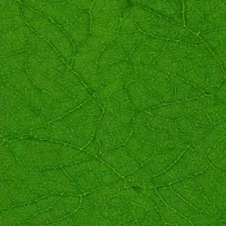 green leaf design