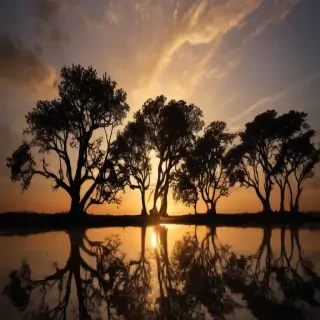 trees silhouette png