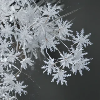 snow transparent
