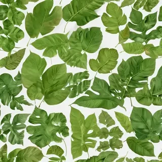 leaves png transparent