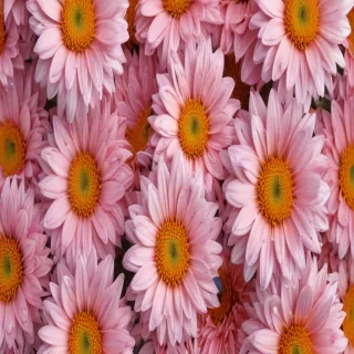 chrysanthemum png