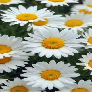 daisy desktop wallpaper