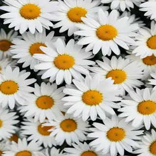 daisy wallpaper iphone