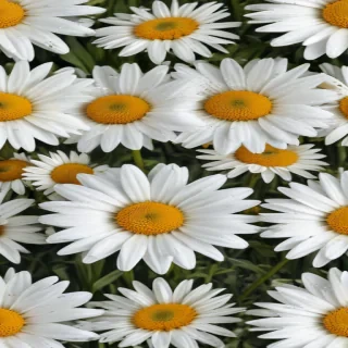 daisy flower wallpaper