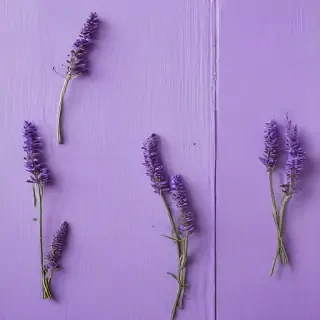lavender background