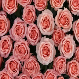 rose backround