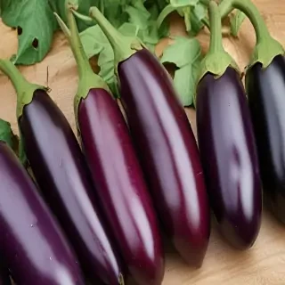 new eggplant friday