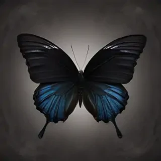 black butterfly