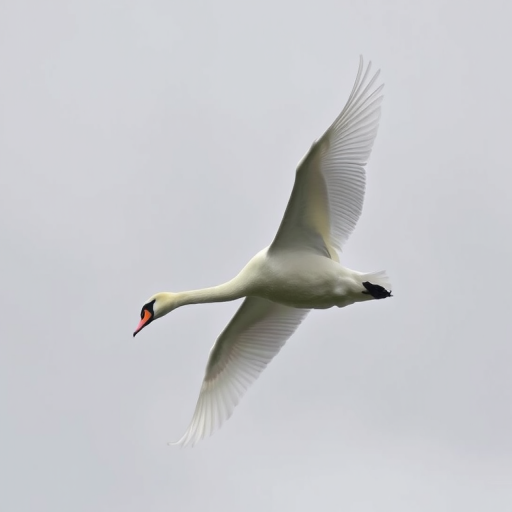 A majestic swan in mid-flight against a soft gray sky, captured with a DSLR camera, 200mm lens, f/5.6 aperture, ISO 400, shutter speed 1/1000s, top-down view, high dynamic range for enhanced clarity and color balance.