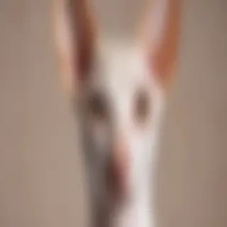 cornish rex breed