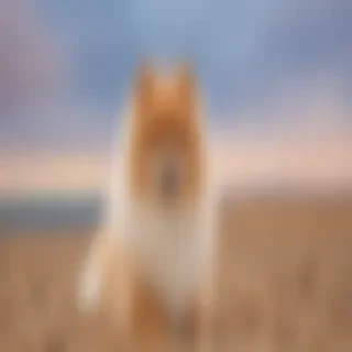 spitz dog