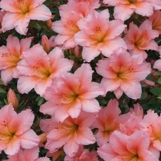 azalea flower