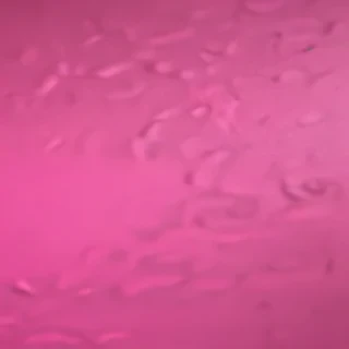 neon pink bg