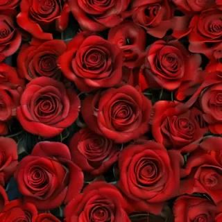 red rose background