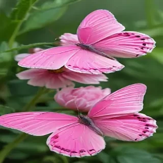 images of pink butterflies