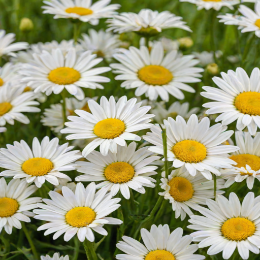 daisy flower wallpaper