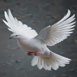 dove png