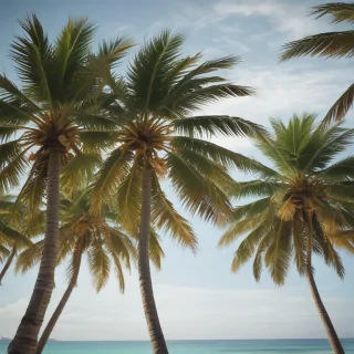 palm trees png
