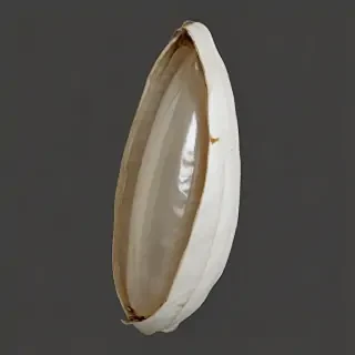 butterfly cocoon png