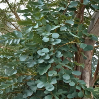 transparent eucalyptus