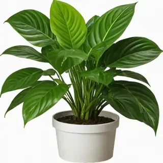 house plant png