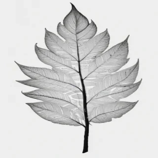 leaves clip art black and white