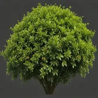 shrub png
