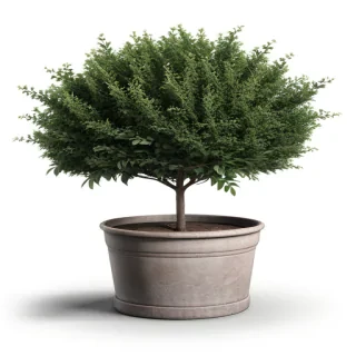 shrub png