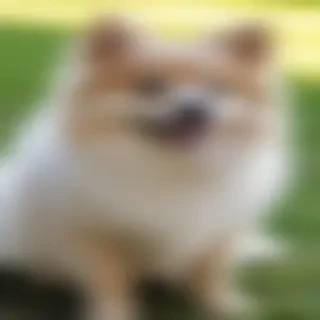 spitz dog