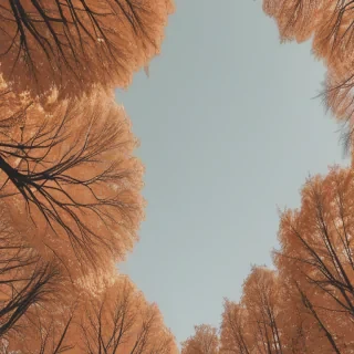 fall aesthetic wallpaper iphone