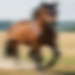pictures of horses to draw