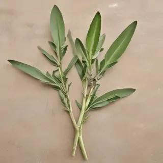 sage png