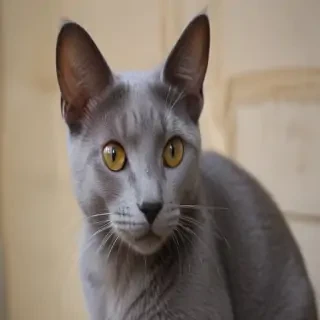 korat cat breed