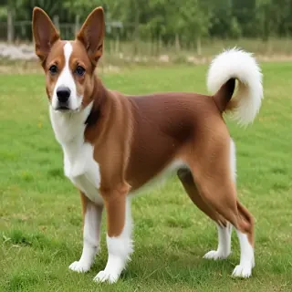 turkish vankedisi breed