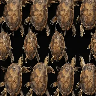 turtle backgrounds