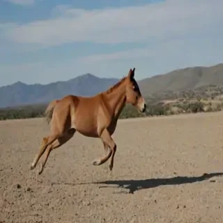 boing boing