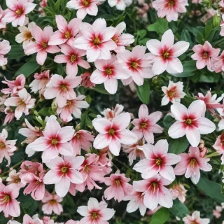 spring wallpaper phone