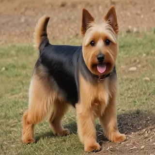 australian terrier dog breed