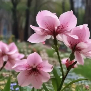 spring iphone