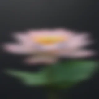 lotus flower png