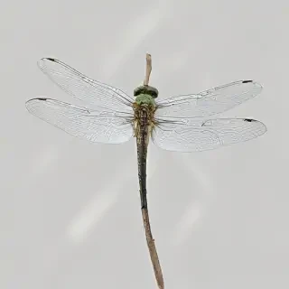 dragonfly png